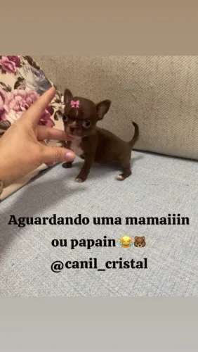 Chihuahua chocolate fêmea