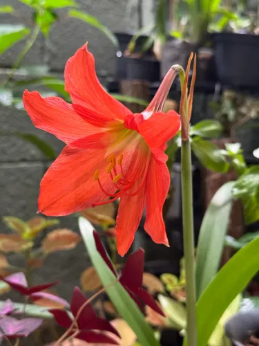 Açucena, amarílis nativa