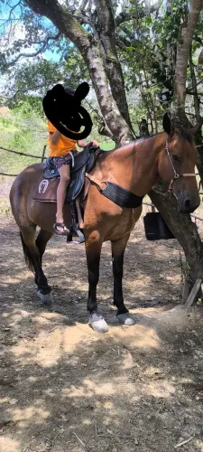 Cavalo bom de tudo