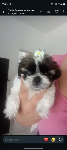 Shitzu FÊMEA apenas R$1400,00