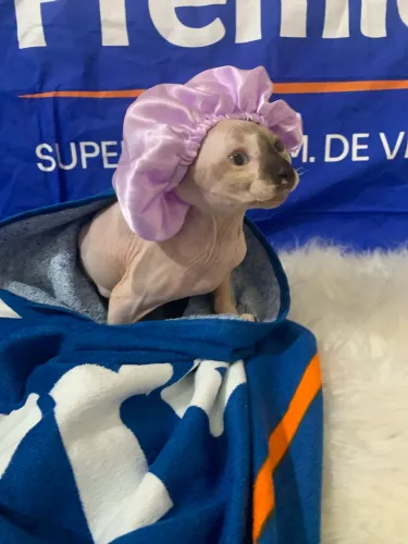 Sphynx menina 2800