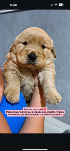 Golden Retriever