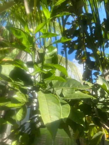 Casa com m quintal