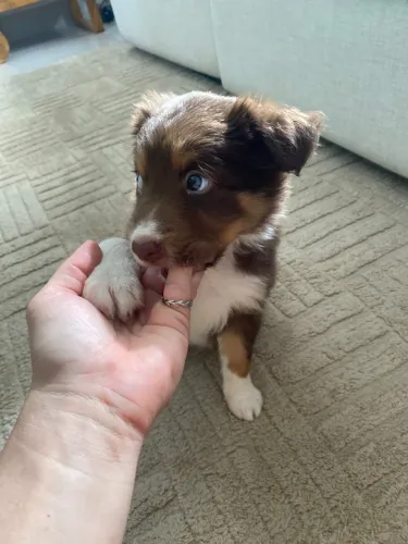 Boder collie femia 45 dias 