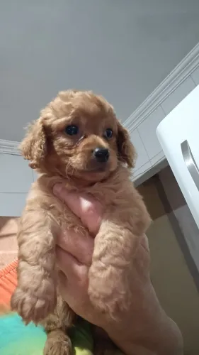 Vendo podlle red.