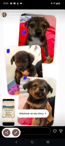 Cachorrinhos para adoção responsável 