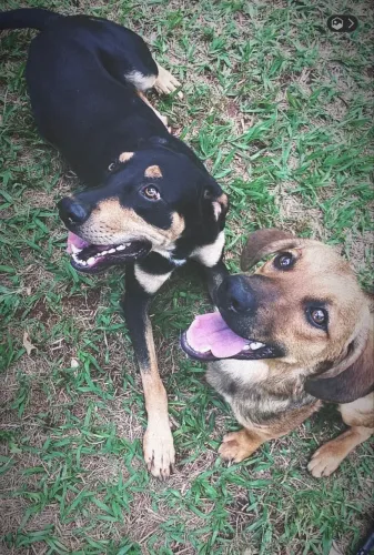 Cachorros
