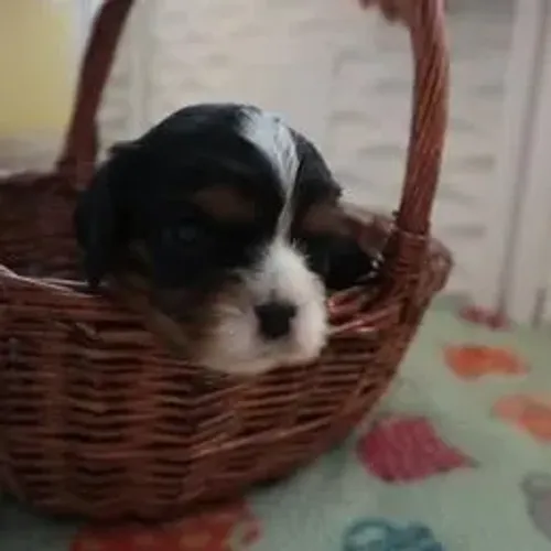Cavalier King Charles Spaniel,Cavalier King Charles Spaniel Filhote Linda Linhagem Disponí