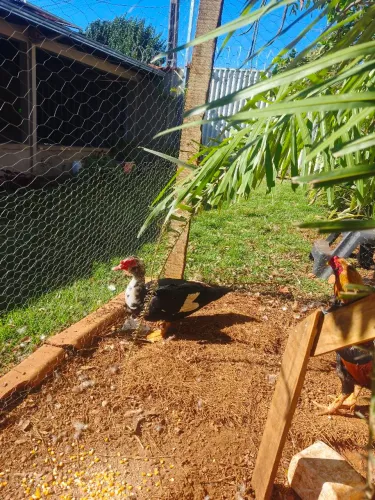 Pato