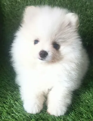Filhote de Lulu da Pomerânia macho