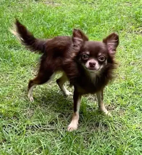 Chihuahua