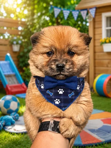 Encantadores filhotes de Chow Chow macho