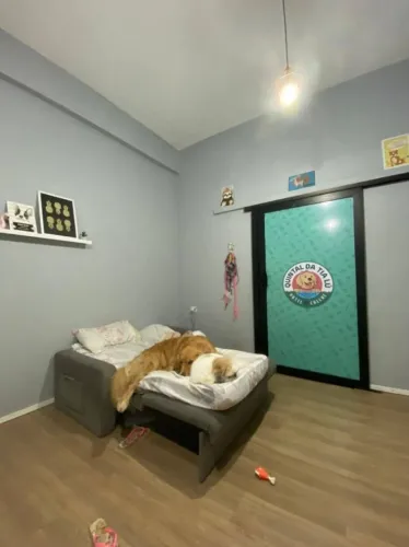 Hotel e creche para cachorros 