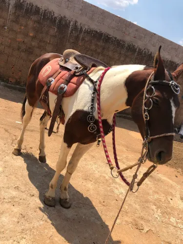 Vendo ou troco cavalo registrado 