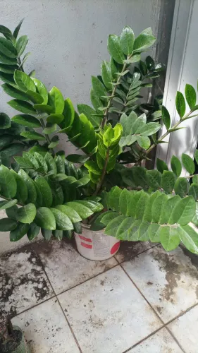Zamioculca grande florindo