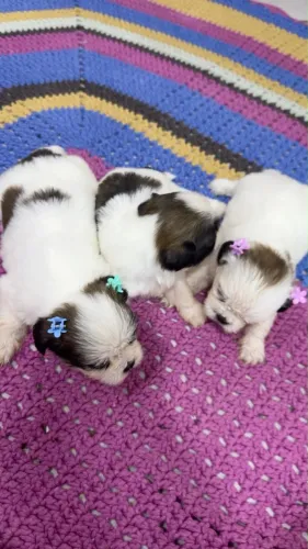 Filhotes de shih tzu disponível