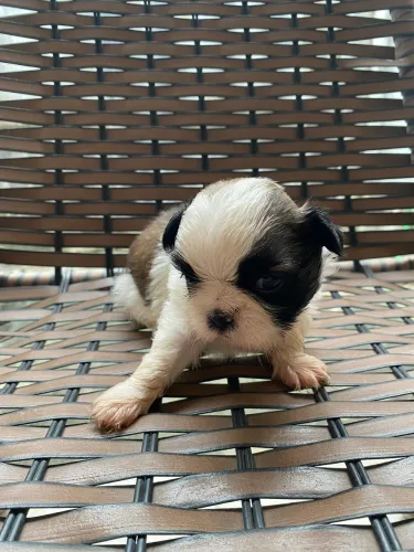 Filhote Shih Tzu Puro Macho e Fêmea