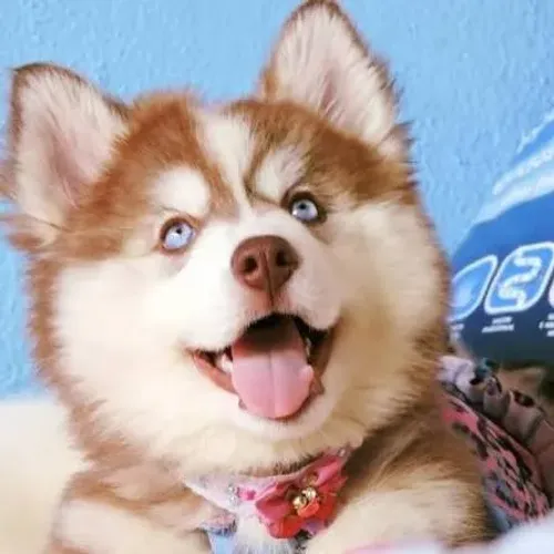 Filhote Husky Siberiano macho o Mais Procurado