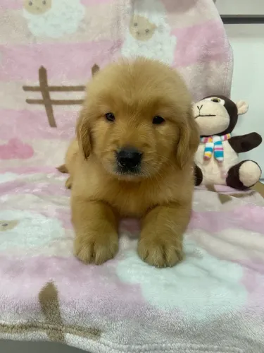Golden Retriever