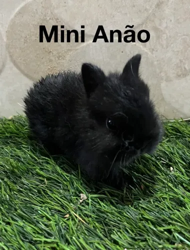 Mini coelho anão 