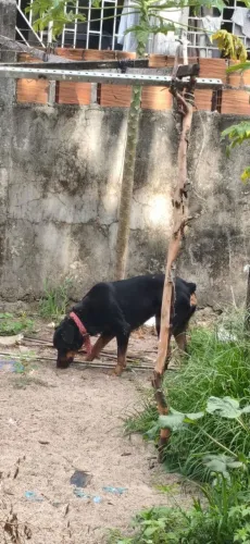 Rottweiler adulta para doação