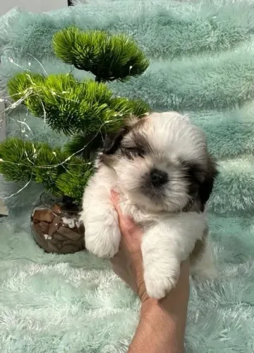 Shih Tzu Esse pequeno vai deixar tudo mais acolhedor no dia das mães