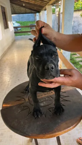 Cane corso fêmea 
