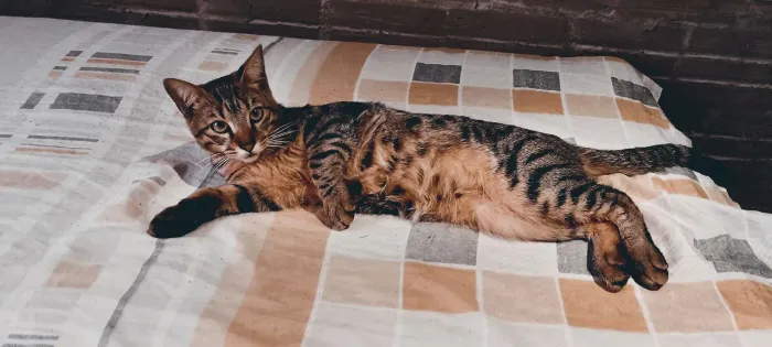 Doação de gato filhote