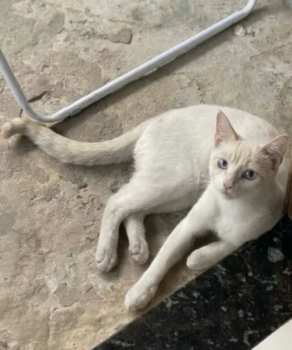 GATO ADOÇÃO RESPONSÁVEL