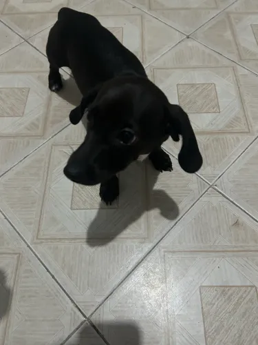 Cachorro salsicha