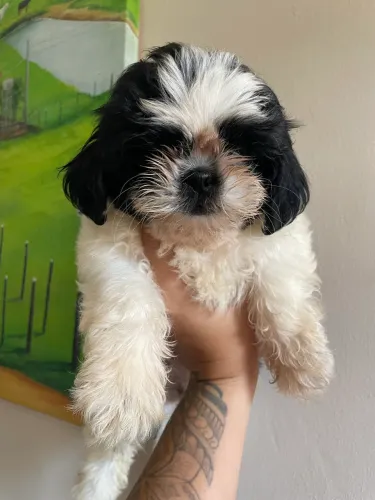Shih Tzu
