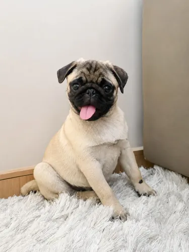 Vendo Pug fêmea 6 meses