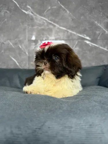 Shih tzu mini