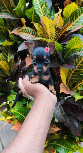 Pinscher filhotes pequenos prontos para nova família