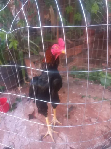 Vendo galo ? mura .