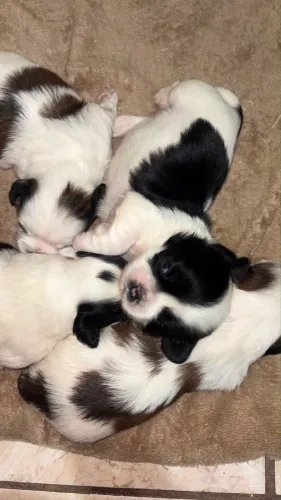 Filhotes Recém Nascidos Lhasa Apso + Shih Tzu