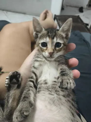 Doação de gatinhos