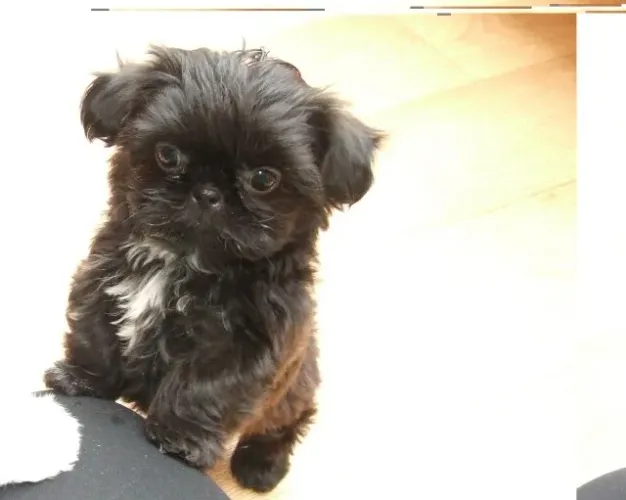 Filhotes de Shih Tzu | Seu novo parceiro de diversão está pronto!