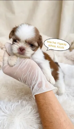 Shih-tzu Macho cor (Fígado, Tricolor, bicolor)