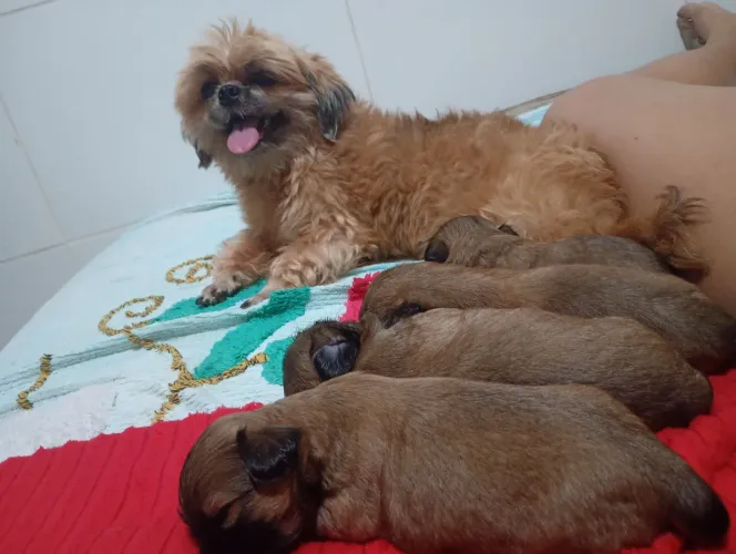 Cachorro