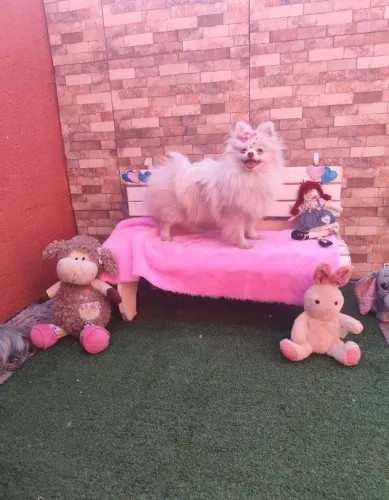 Menina Lulu da Pomerânia com 9 meses