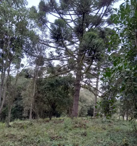 Ótima Oportunidade Terreno Bem Localizado!