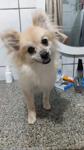 Spitz alemão macho na troca de pelo