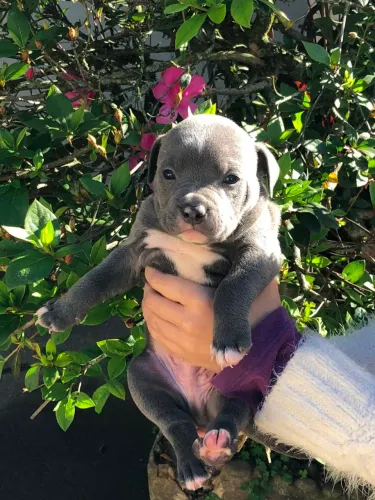 Filhote de American Bully | Macho e Fêmea