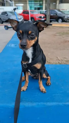 Adoção - Pingo (pinscher)