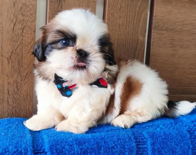 Shih Tzu Machinho Premium Disponível