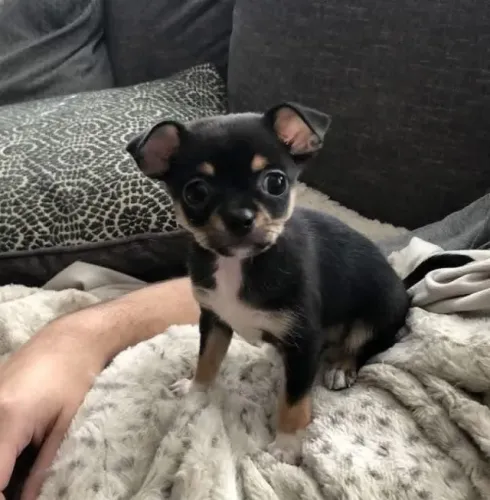 Chihuahua Espalhando Felicidade Por Toda Parte