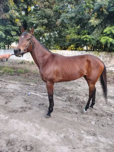 Égua para passeio psi