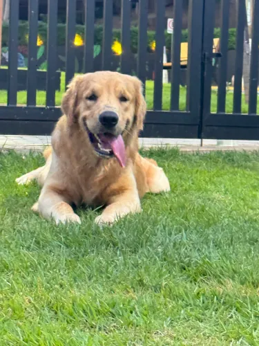 Reserva de filhotes de Golden retriver (data prevista até 5/06 para nascer)