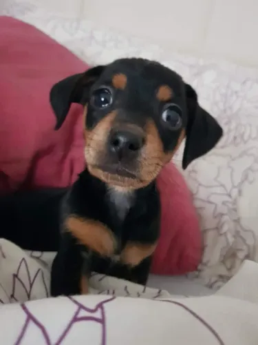 Pinscher mini cheio de personalidade